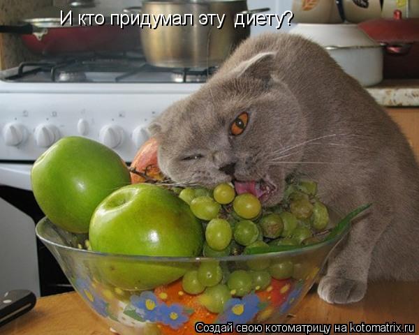 И кто придумал эту диету?... Котоматрица: И кто придумал эту диету?