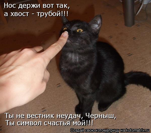 Нос держи вот так, а хвост - трубой!!! Ты не вестник неудач, Черныш, Ты символ счастья мой!!!... Котоматрица: Нос держи вот так, а хвост - трубой!!! Ты не вестник неудач, Черныш, Ты символ счастья мой!!!