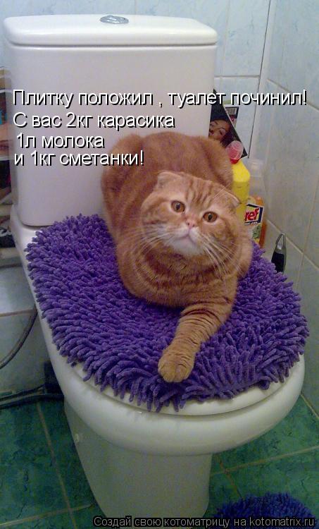 Котоматрица: Плитку положил , туалет починил! С вас 2кг карасика 1л молока и 1кг сметанки!