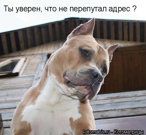 Котоматрица: Ты уверен, что не перепутал адрес ?