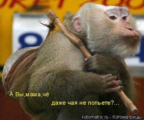 А Вы,мама,чё даже чая не попьете?...... Котоматрица: А Вы,мама,чё даже чая не попьете?...