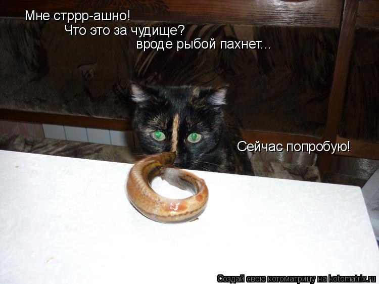 Мне стррр-ашно! Что это за чудище? вроде рыбой пахнет... Сейчас попробую!... Котоматрица: Мне стррр-ашно! Что это за чудище? вроде рыбой пахнет... Сейчас попробую!
