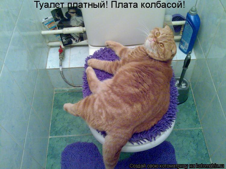 Туалет платный! Плата колбасой!... Котоматрица: Туалет платный! Плата колбасой!