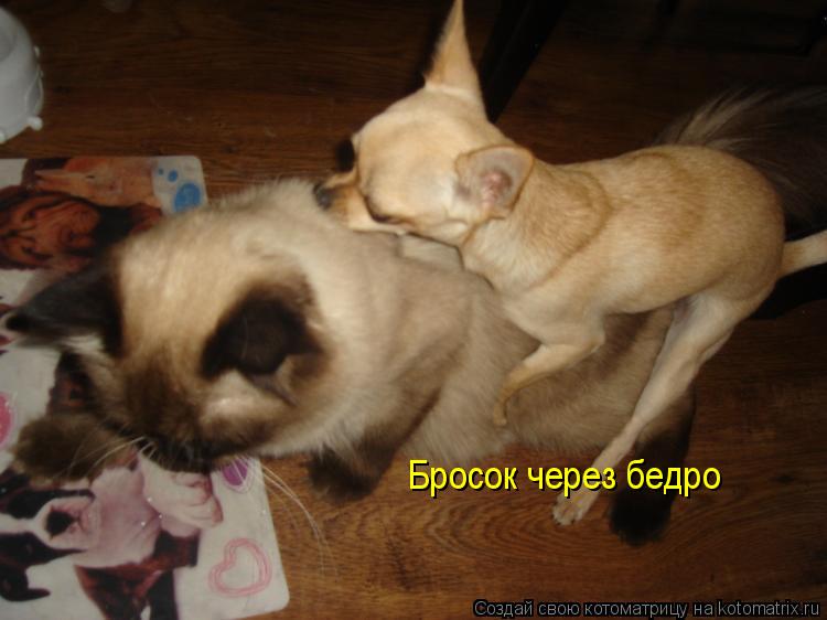 Бросок через бедро... Котоматрица: Бросок через бедро