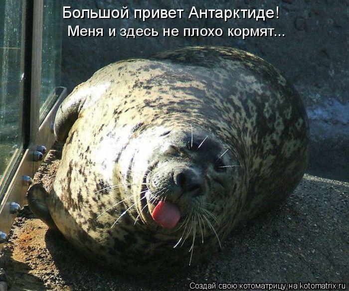 Большой привет Антарктиде! Меня и здесь не плохо кормят...... Котоматрица: Большой привет Антарктиде! Меня и здесь не плохо кормят...