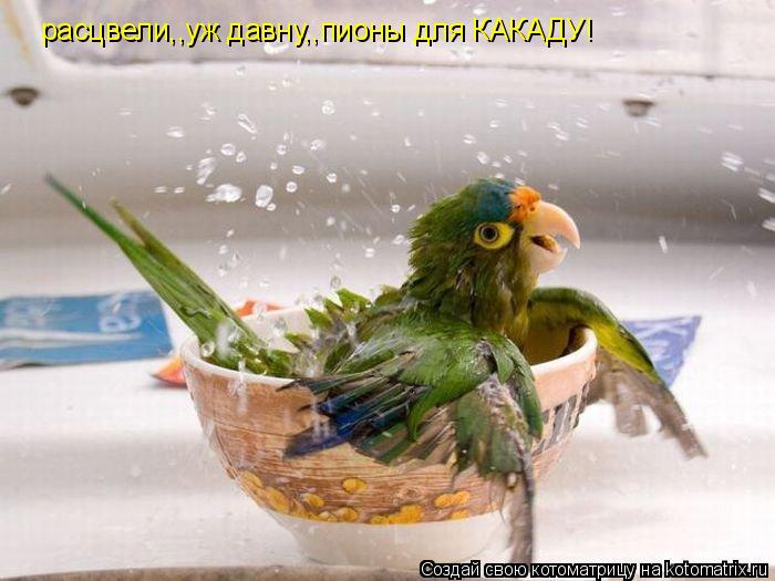 расцвели,,уж давну,,пионы для КАКАДУ!... Котоматрица: расцвели,,уж давну,,пионы для КАКАДУ!