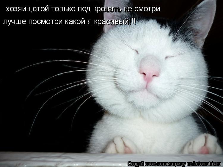 Котоматрица: хозяин,стой только под кровать не смотри хозяин,стой только под кровать не смотри лучше посмотри какой я красивый!!!