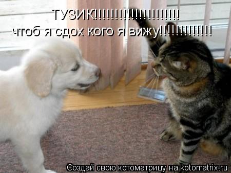 Котоматрица: ТУЗИК!!!!!!!!!!!!!!!!!!!!! чтоб я сдох кого я вижу!!!!!!!!!!!!!