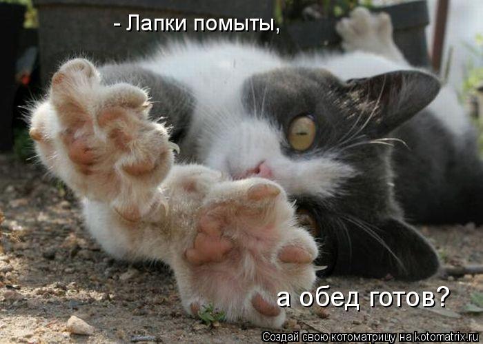 Котоматрица: - Лапки помыты, а обед готов?