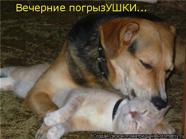 Вечерние погрызУШКИ...... Котоматрица: Вечерние погрызУШКИ...