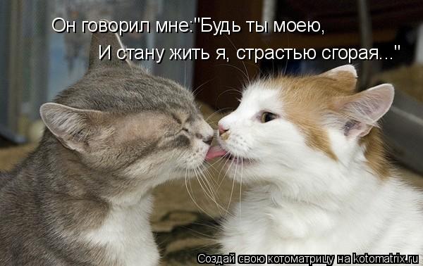 Котоматрица: Он говорил мне:"Будь ты моею, И стану жить я, страстью сгорая..."