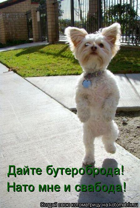 Котоматрица: Дайте бутероброда! Нато мне и свабода!