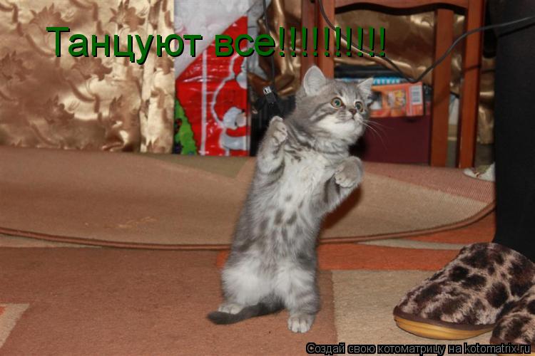 Танцуют все!!!!!!!!!!... Котоматрица: Танцуют все!!!!!!!!!!