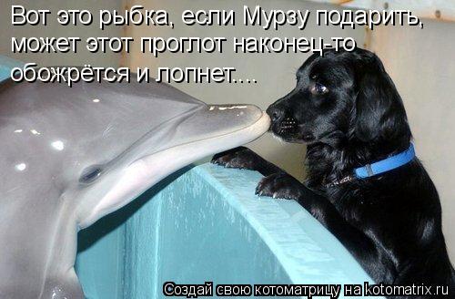 Вот это рыбка, если Мурзу подарить, может этот проглот наконец-то обожрётся и лопнет....... Котоматрица: Вот это рыбка, если Мурзу подарить, может этот проглот наконец-то обожрётся и лопнет....
