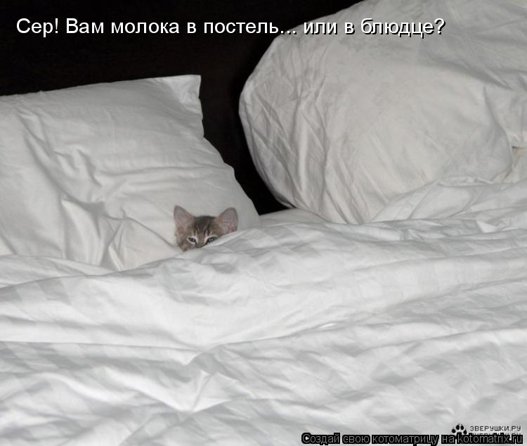 Сер! Вам молока в постель... или в блюдце?... Котоматрица: Сер! Вам молока в постель... или в блюдце?