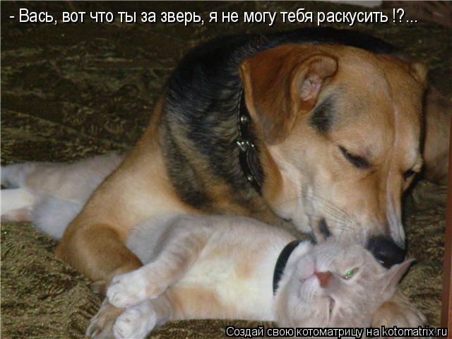 - Вась, вот что ты за зверь, я не могу тебя раскусить !?...... Котоматрица: - Вась, вот что ты за зверь, я не могу тебя раскусить !?...