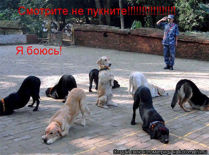 Смотрите не пукните!!!!!!!!!!!!!!!!! Я боюсь!... Котоматрица: Смотрите не пукните!!!!!!!!!!!!!!!!! Я боюсь!