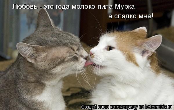 а сладко мне! Любовь - это года молоко пила Мурка,... Котоматрица: а сладко мне! Любовь - это года молоко пила Мурка,