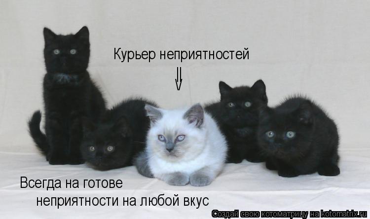 Курьер неприятностей || / Всегда на готове неприятности на любой вкус... Котоматрица: Курьер неприятностей || / Всегда на готове неприятности на любой вкус