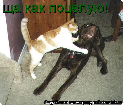 ща как поцелую!... Котоматрица: ща как поцелую!