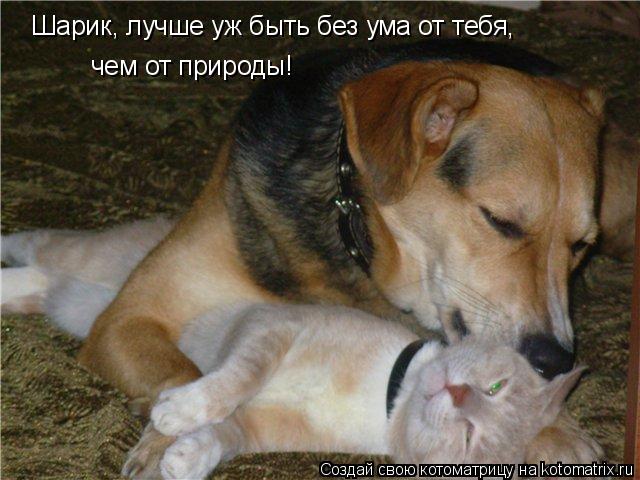 Шарик, лучше уж быть без ума от тебя, чем от природы!... Котоматрица: Шарик, лучше уж быть без ума от тебя, чем от природы!