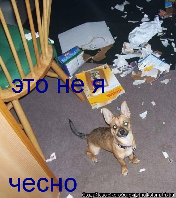 это не я чесно... Котоматрица: это не я чесно