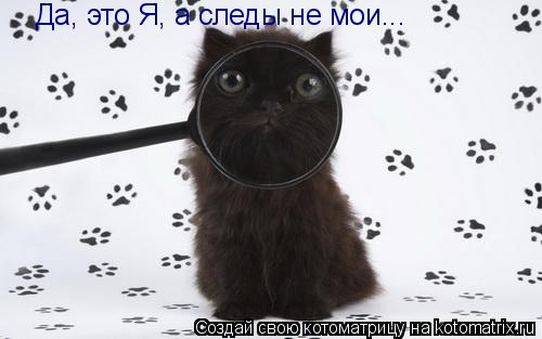 Да, это Я, а следы не мои...... Котоматрица: Да, это Я, а следы не мои...