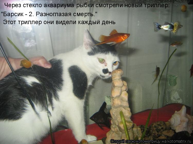 Через стекло аквариума рыбки смотрели новый триллер: "Барсик - 2. Разноглазая смерть." Этот триллер о... Котоматрица: Через стекло аквариума рыбки смотрели новый триллер: "Барсик - 2. Разноглазая смерть." Этот триллер они видели каждый день