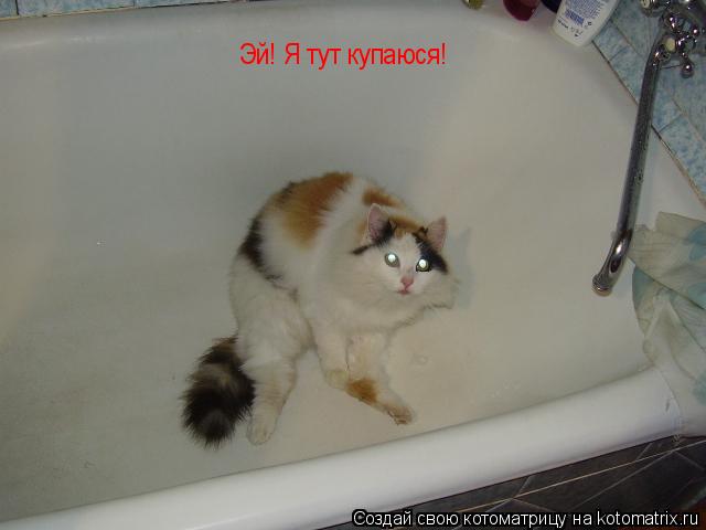 Эй! Я тут купаюся!... Котоматрица: Эй! Я тут купаюся!
