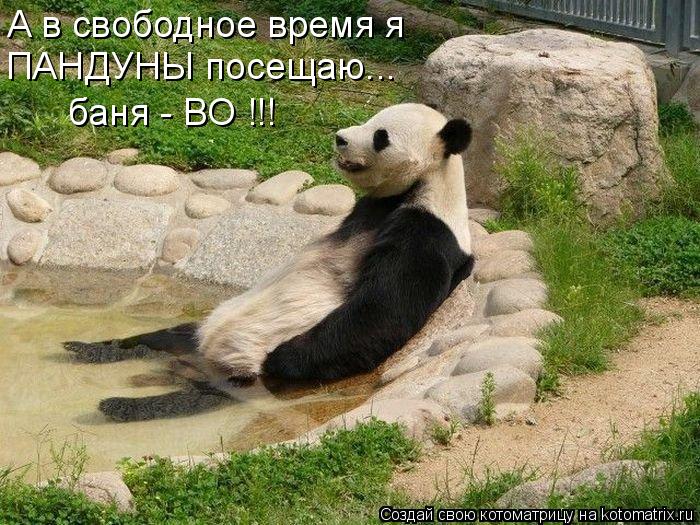 А в свободное время я ПАНДУНЫ посещаю... баня - ВО !!!... Котоматрица: А в свободное время я ПАНДУНЫ посещаю... баня - ВО !!!