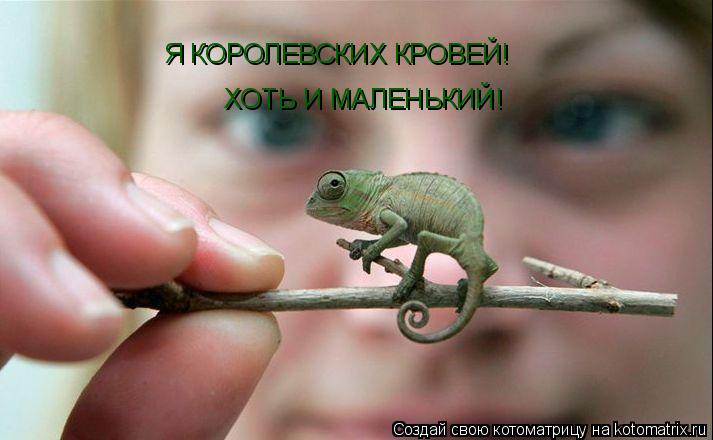 Я КОРОЛЕВСКИХ КРОВЕЙ! ХОТЬ И МАЛЕНЬКИЙ!... Котоматрица: Я КОРОЛЕВСКИХ КРОВЕЙ! ХОТЬ И МАЛЕНЬКИЙ!
