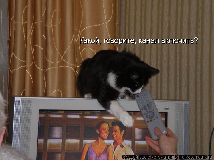Какой, говорите, канал включить?... Котоматрица: Какой, говорите, канал включить?