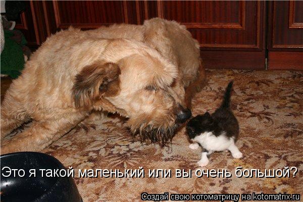 Это я такой маленький или вы очень большой?... Котоматрица: Это я такой маленький или вы очень большой?