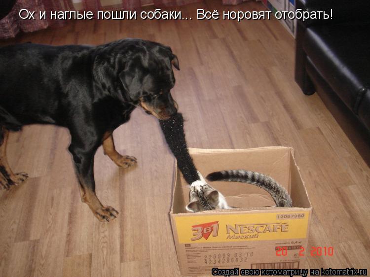 Ох и наглые пошли собаки... Всё норовят отобрать!... Котоматрица: Ох и наглые пошли собаки... Всё норовят отобрать!