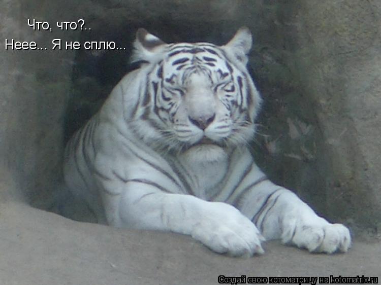 Котоматрица: Что, что?.. Неее... Я не сплю...