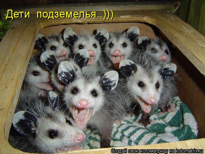Котоматрица: Дети  подземелья..)))