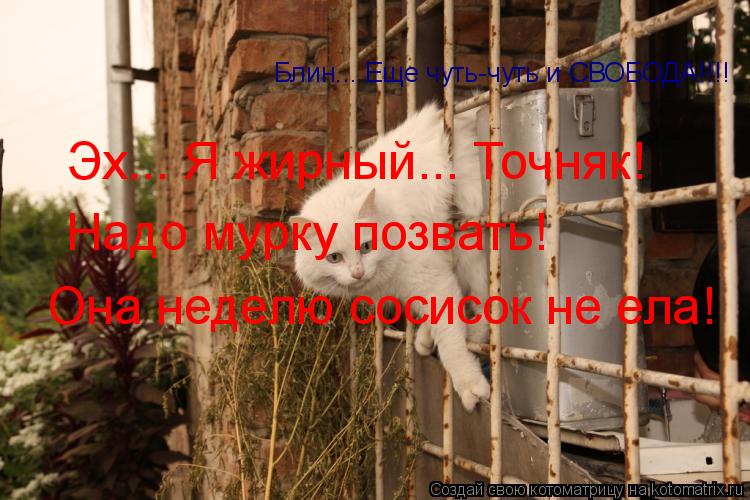 Котоматрица: Блин... Еще чуть-чуть и СВОБОДА!!!! Эх... Я жирный... Точняк!  Надо мурку позвать! Она неделю сосисок не ела!