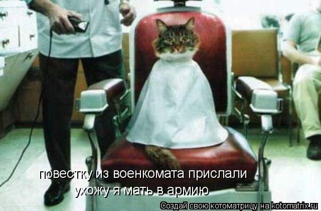 Котоматрица: повестку из военкомата прислали  ухожу я мать в армию