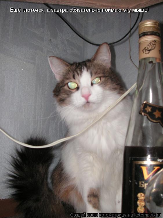 Котоматрица: Ещё глоточек, а завтра обязательно поймаю эту мышь!