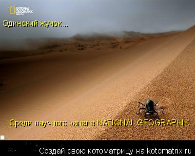 Котоматрица: Одинокий жучок... ...Среди научного канала NATIONAL GEOGRAPHIK.