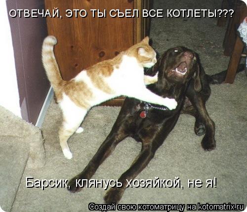 Котоматрица: ОТВЕЧАЙ, ЭТО ТЫ СЪЕЛ ВСЕ КОТЛЕТЫ??? Барсик, клянусь хозяйкой, не я!