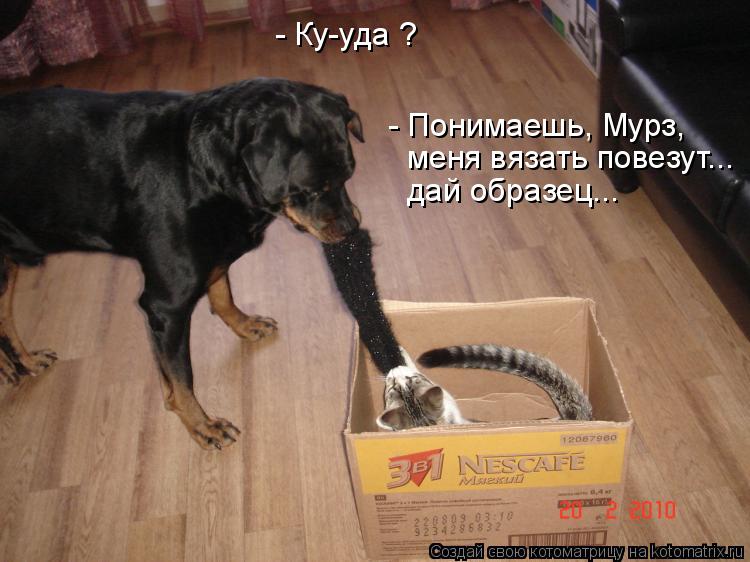 - Ку-уда ? - Понимаешь, Мурз, меня вязать повезут... дай образец...... Котоматрица: - Ку-уда ? - Понимаешь, Мурз, меня вязать повезут... дай образец...