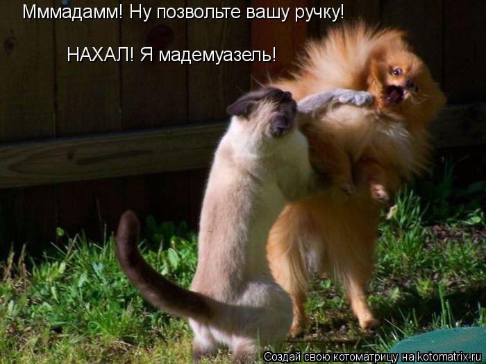 Мммадамм! Ну позвольте вашу ручку! НАХАЛ! Я мадемуазель!... Котоматрица: Мммадамм! Ну позвольте вашу ручку! НАХАЛ! Я мадемуазель!