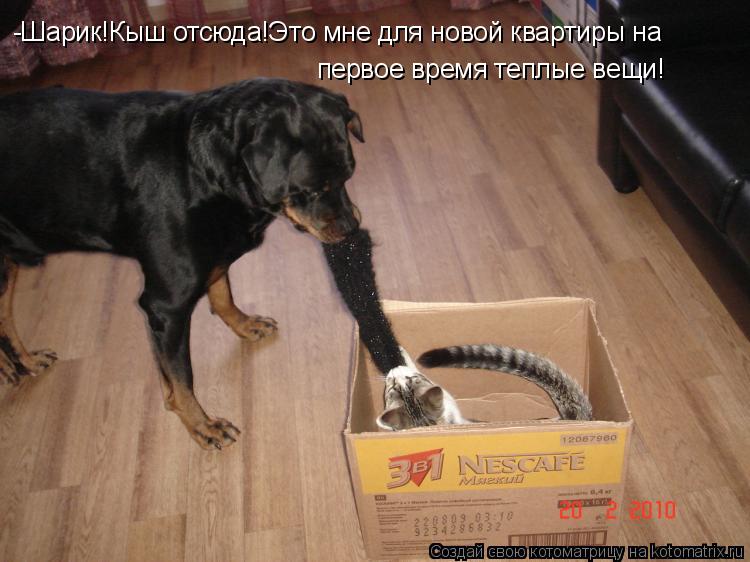 -Шарик!Кыш отсюда!Это мне для новой квартиры на первое время теплые вещи!... Котоматрица: -Шарик!Кыш отсюда!Это мне для новой квартиры на первое время теплые вещи!