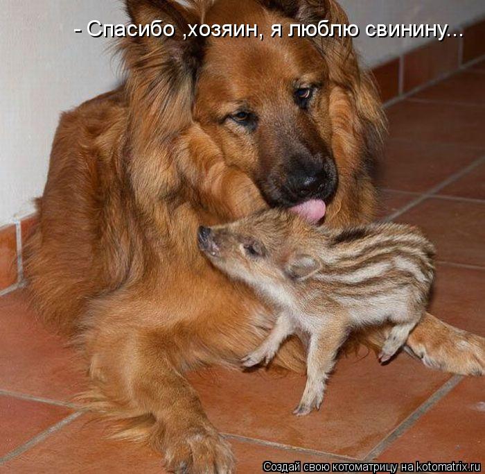 - Спасибо ,хозяин, я люблю свинину...... Котоматрица: - Спасибо ,хозяин, я люблю свинину...