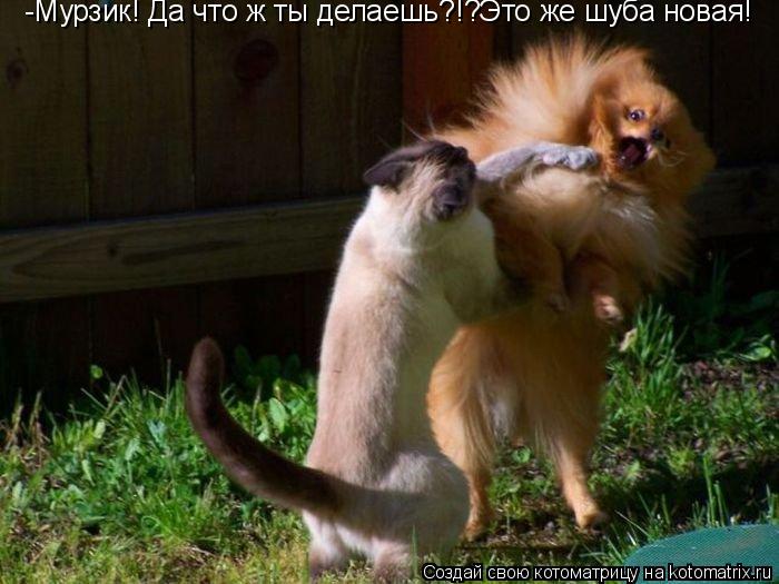 -Мурзик! Да что ж ты делаешь?!?Это же шуба новая!... Котоматрица: -Мурзик! Да что ж ты делаешь?!?Это же шуба новая!
