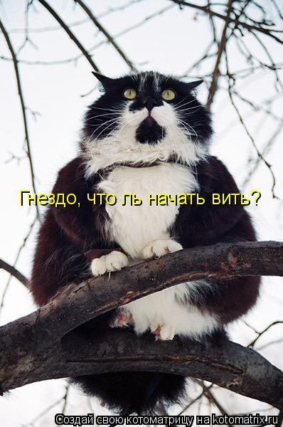 Гнездо, что ль начать вить?... Котоматрица: Гнездо, что ль начать вить?