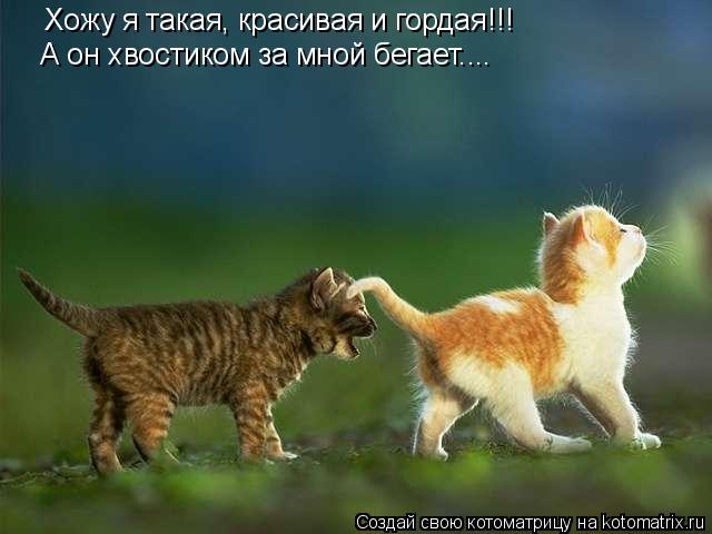 А он хвостиком за мной бегает.... Хожу я такая, красивая и гордая!!!... Котоматрица: А он хвостиком за мной бегает.... Хожу я такая, красивая и гордая!!!