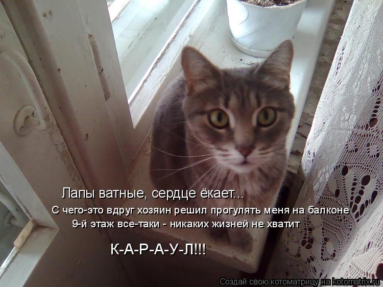 Лапы ватные, сердце ёкает... С чего-это вдруг хозяин решил прогулять меня на балконе 9-й этаж все-так... Котоматрица: Лапы ватные, сердце ёкает... С чего-это вдруг хозяин решил прогулять меня на балконе 9-й этаж все-таки - никаких жизней не хватит К-А-Р-А-У-Л!!!