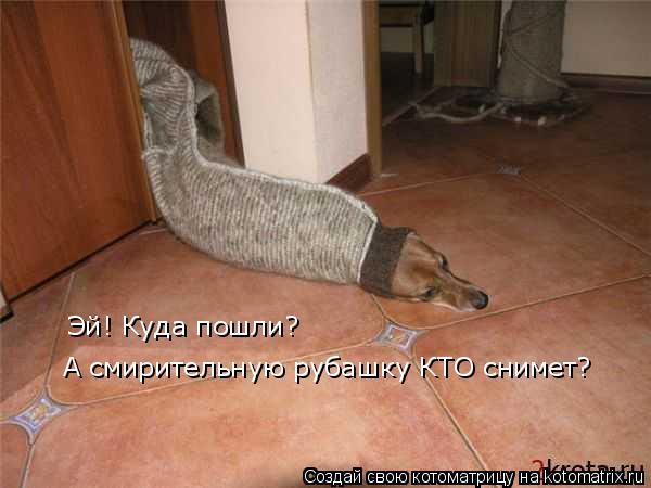 Эй! Куда пошли? А смирительную рубашку КТО снимет?... Котоматрица: Эй! Куда пошли? А смирительную рубашку КТО снимет?